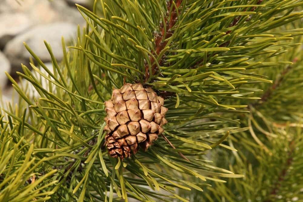 Sand Pine (Pinus clausa)