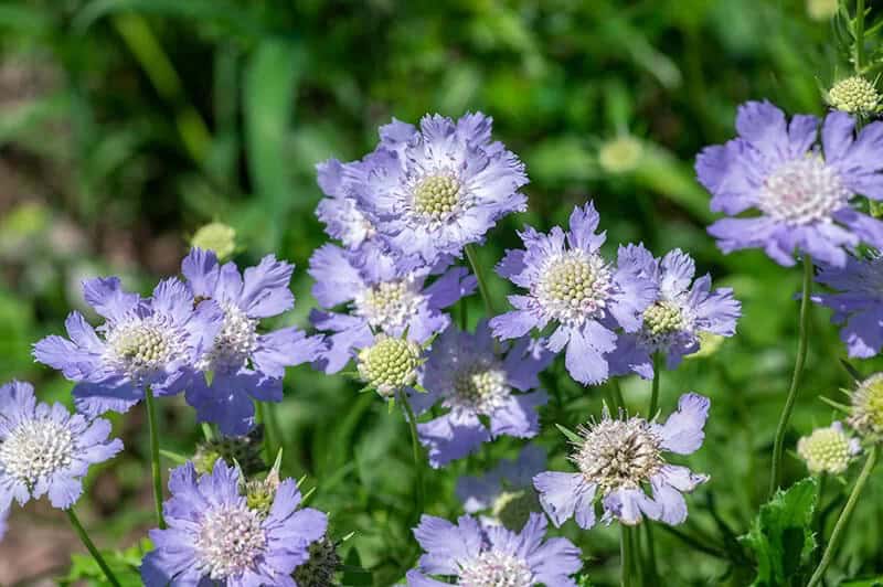 Pincushion Flower (Scabiosa)