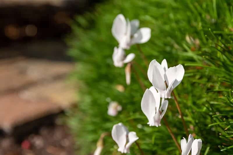 Cyclamen (Cyclamen Persicum)