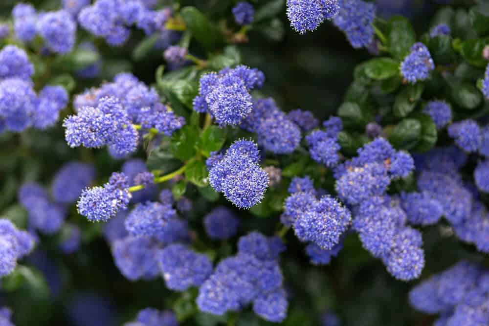 Blueblossom, California Lilacs (Ceanothus thyrsiflorus)