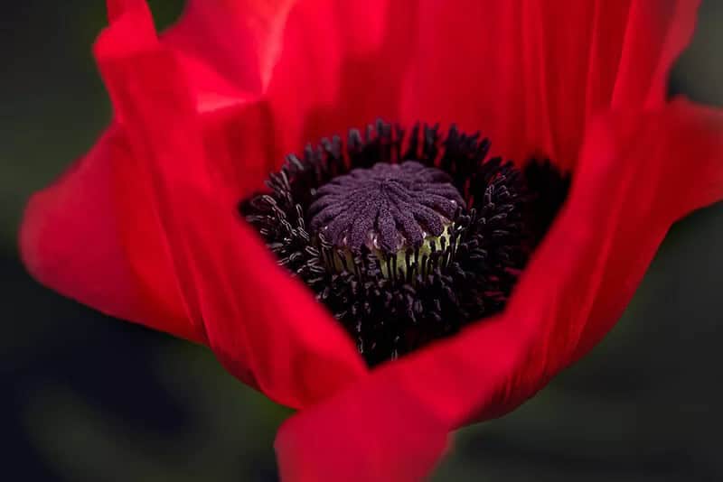 Poppy (Papaver Bracteatum)