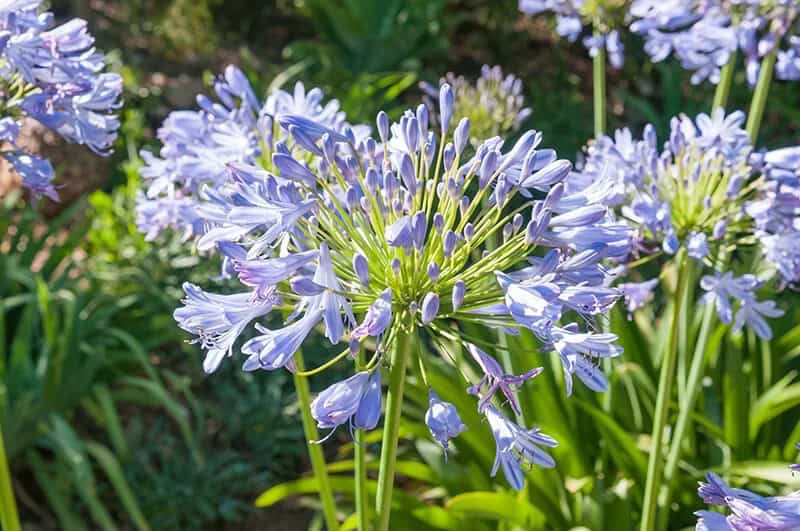 African Lily (Agapanthus)