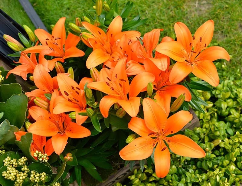 Orange Pixie Lily