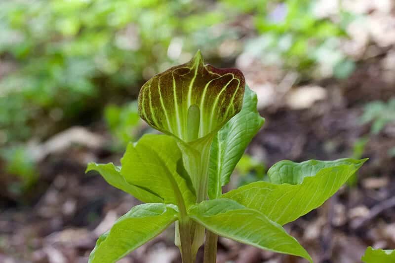 Memory Root (Arisaema Triphyllum)