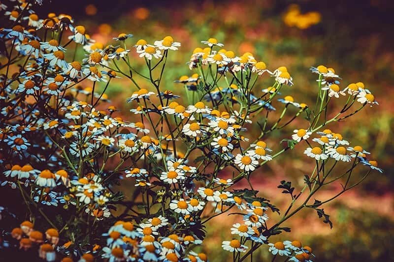 Double Feverfew (Tanacetum Parthenium ‘Flore Pleno’)