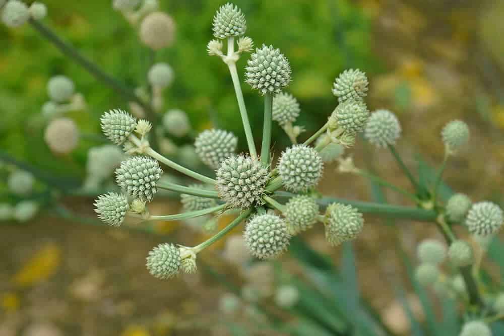 Rattlesnake Master (Eryngium yuccifolium)