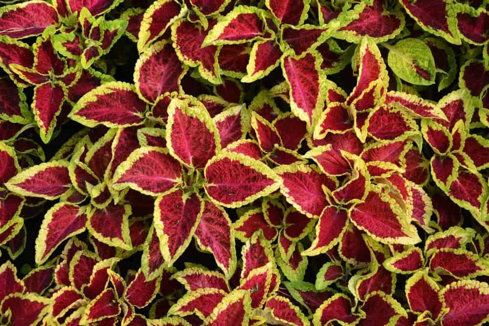 Coleus (Plectranthus scutellarioides)