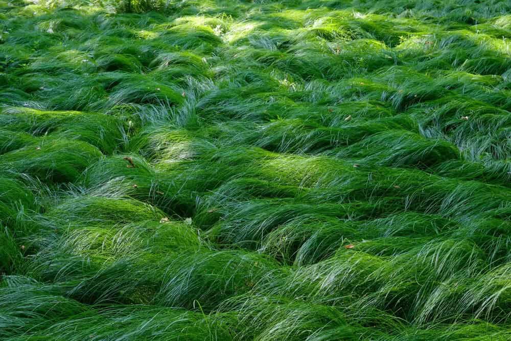 Sedges (Carex spp.)