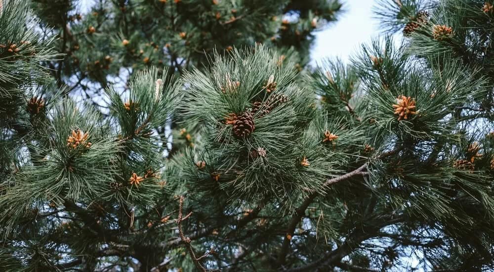 Pond Pine (Pinus serotina)