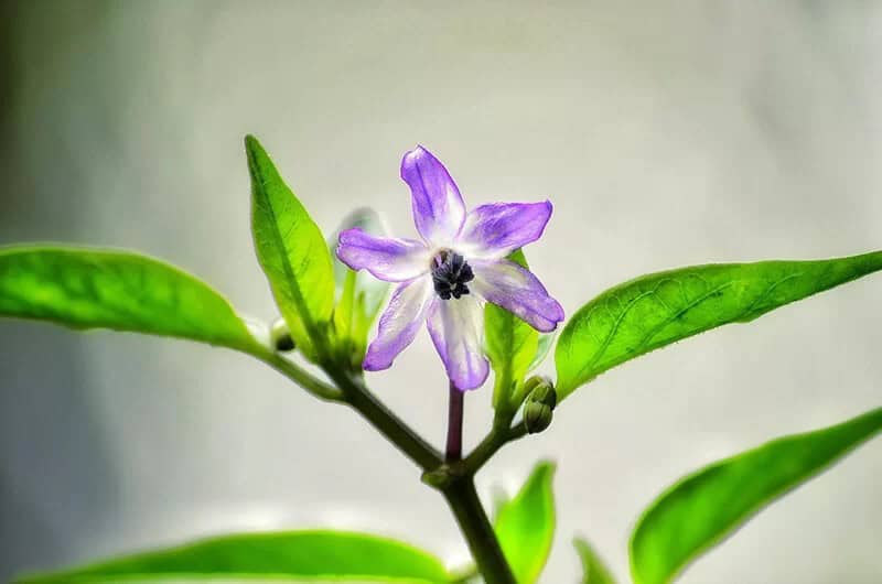 Sapphire Flower (Browallia Speciosa)