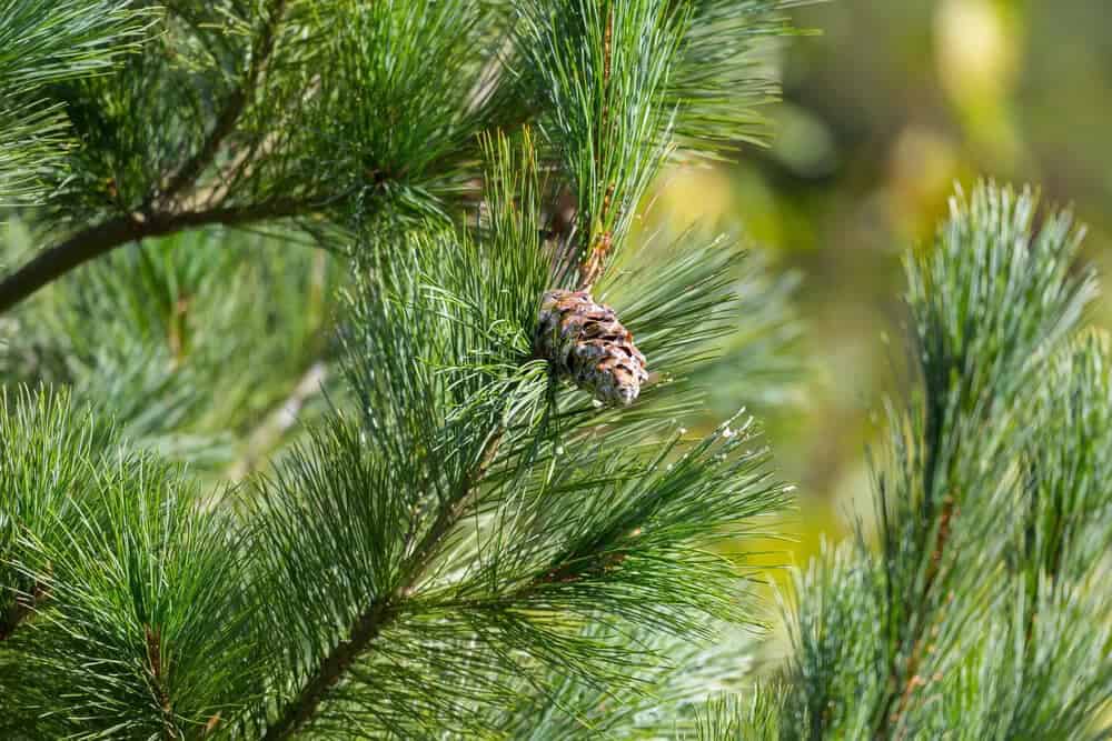 Eastern White Pine (pinus strobus)