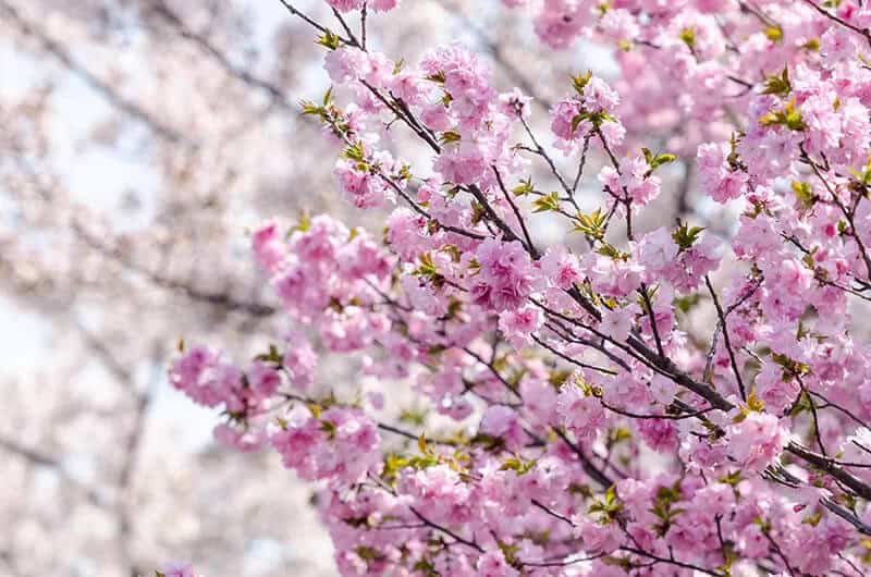 Cherry Blossoms (Prunus Serrulata)