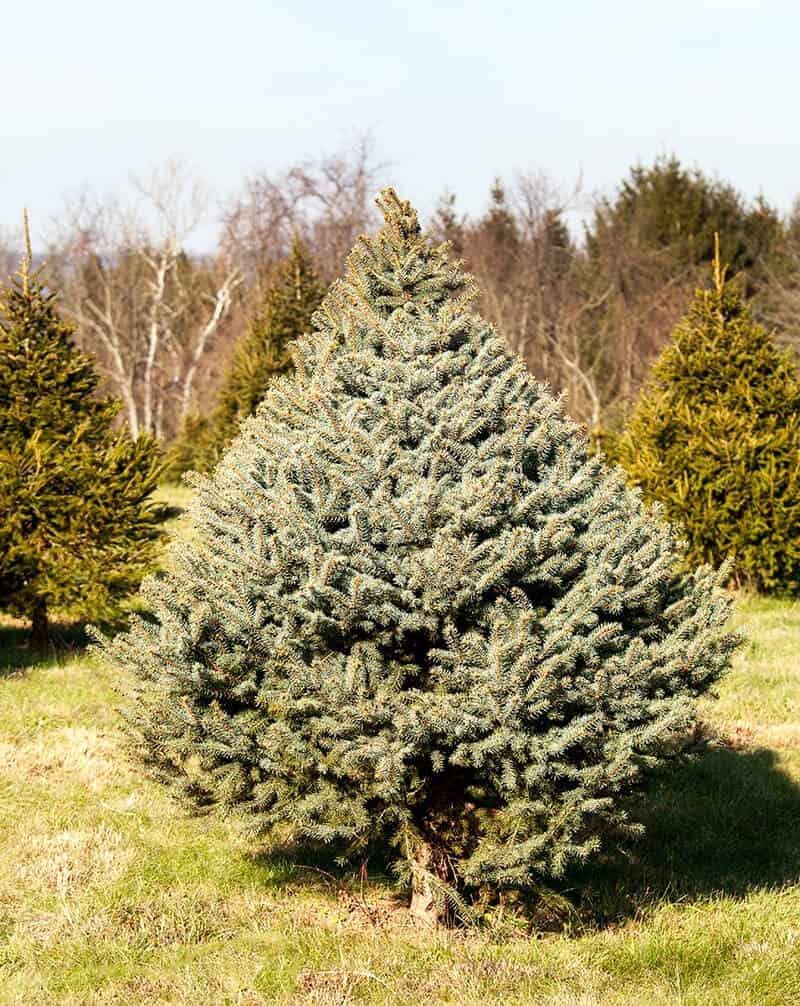 The Fraser Fir Trees (Abies Fraseri)