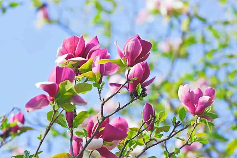 Saucer Magnolia (Magnolia x Soulangeana)