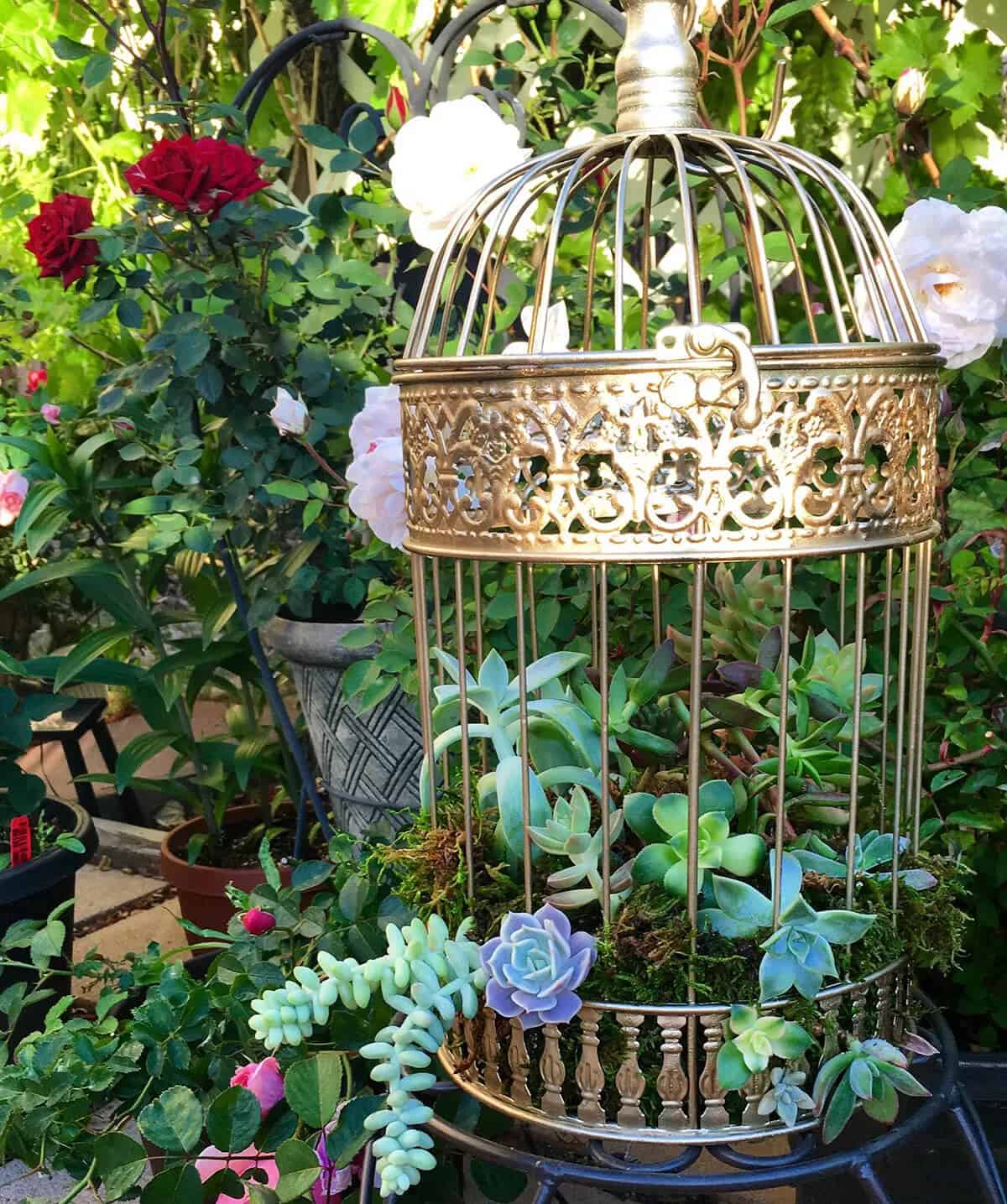 Sprawling Succulents Golden Intricate Birdcage Decoration