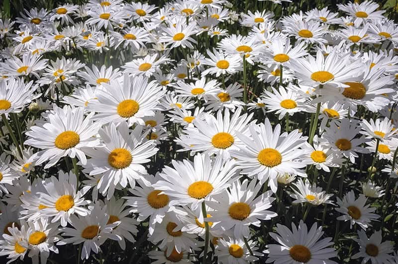 Shasta Daisy (Leucanthemum x Superbum)