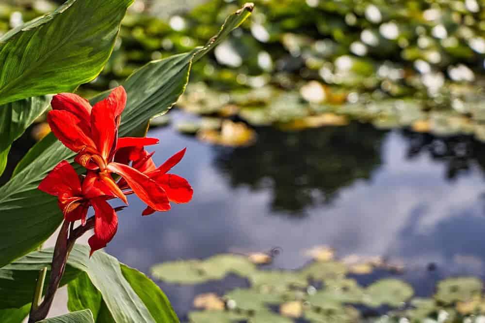 Canna Lily (Canna)