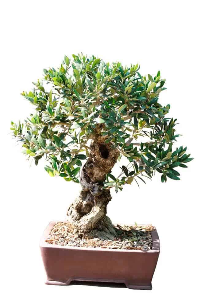 Olive Tree (Olea europaea)