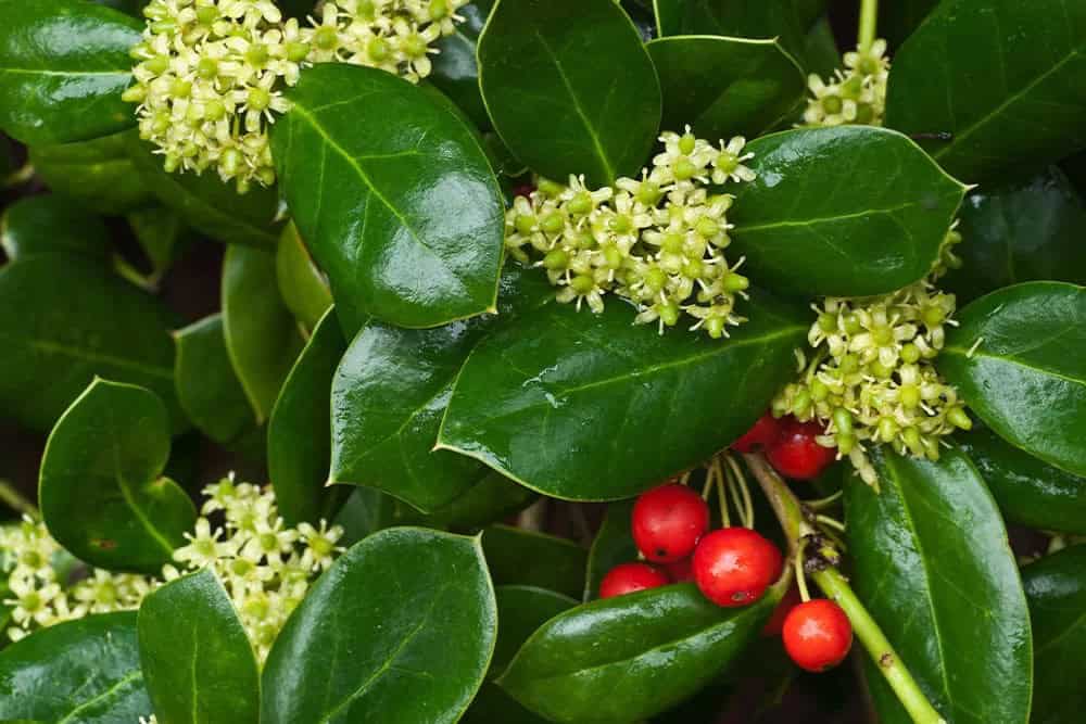 Chinese Holly (Ilex cornuta)