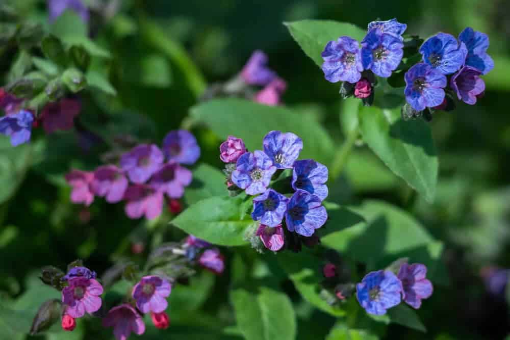 Lungwort (Pulmonaria)