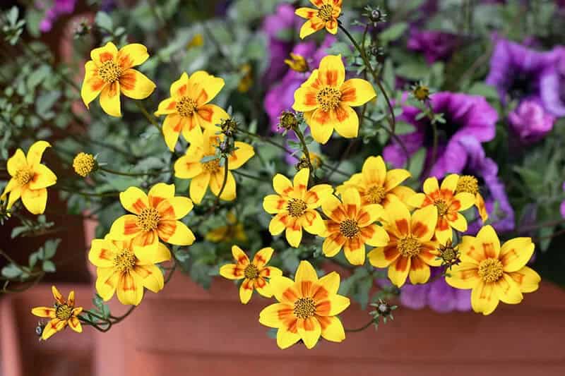 Bidens (Biden Ferulifolia “Two-tooth”)