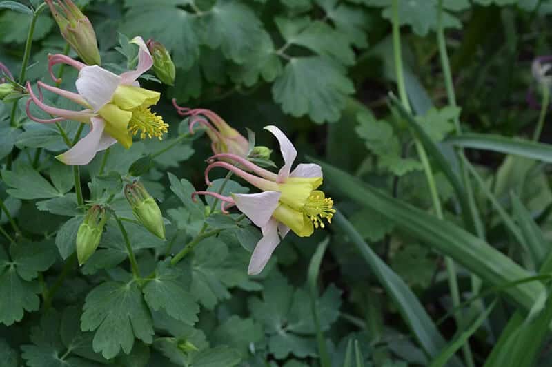 Columbine (Aquilegia Viridiflora)