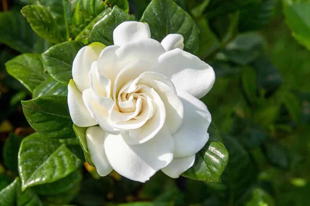 Gardenia (Gardenia jasminoides)