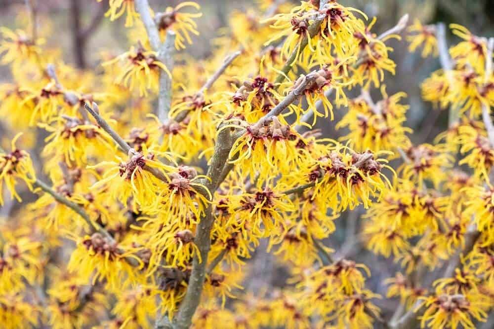 Witch Hazel (Hamemelis x intermedia)