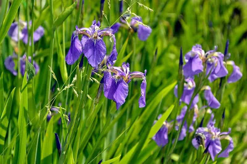 Sword-Leaved Iris (Iris Ensata)