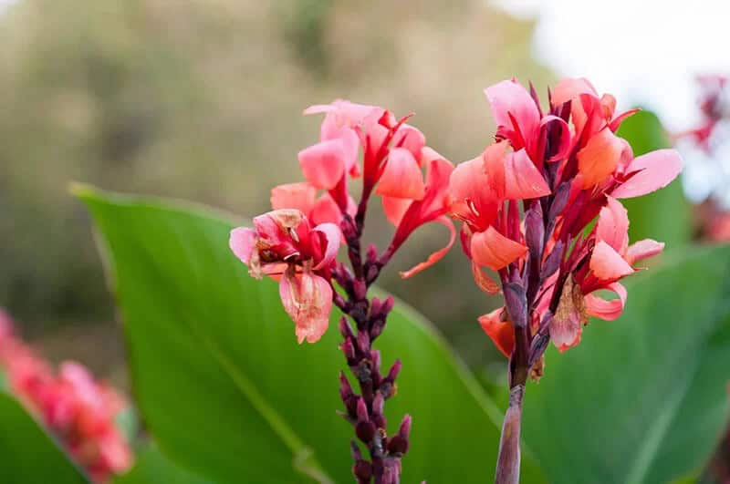 Canna (Cane “Indian Shot”)