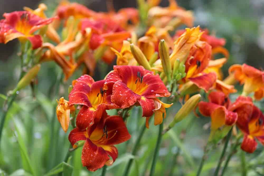 Daylily (Hemerocallis)