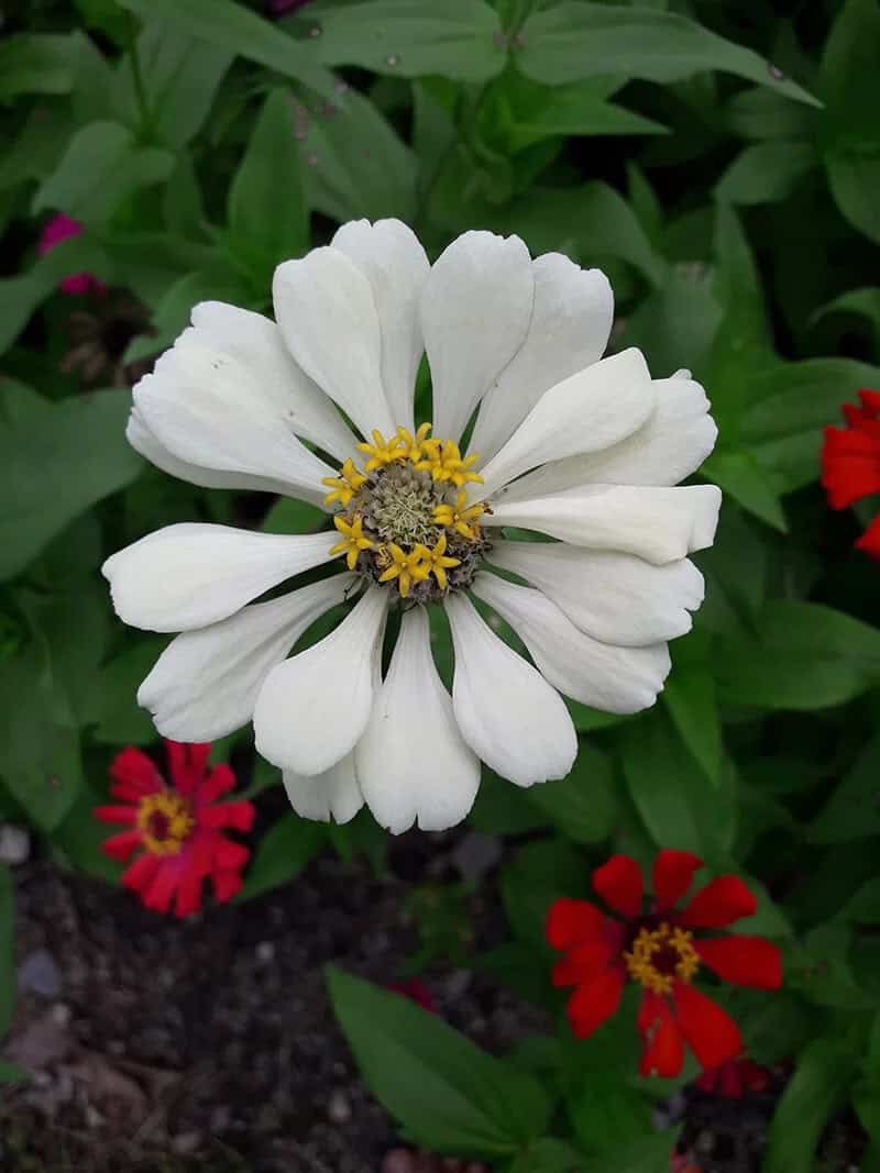 Zinnia (Zinnia Elegans)