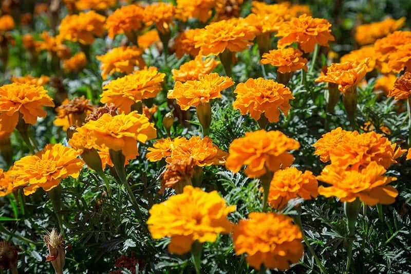 Marigold (Tagetes)