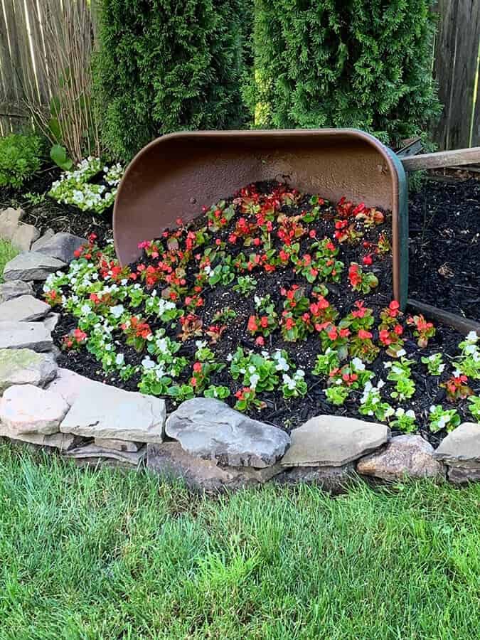 Don’t Spill the Beans about this Turned Over Flowering Wheel Barrow