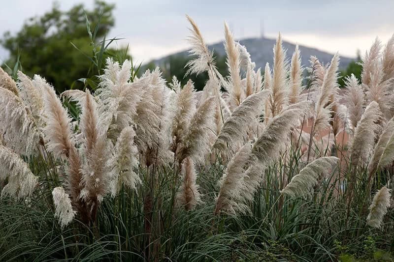 Uruguayan Pampas Grass (Cortaderia Selloana)