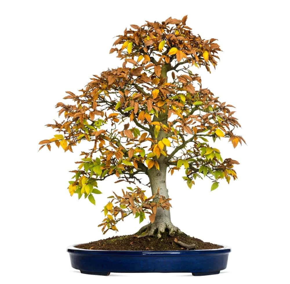 European Beech Bonsai (Fagus sylvatica)