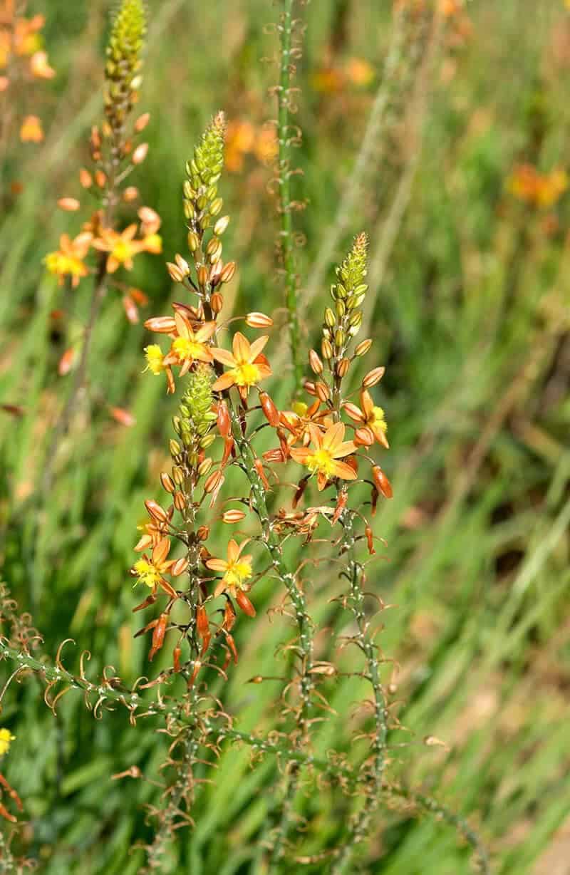 Cat’s Tail (Bulbine frutescens)