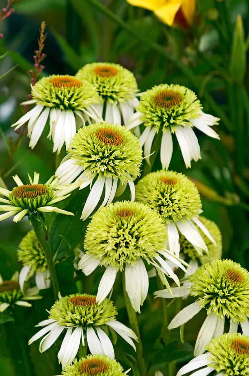 Hedgehog Coneflower (Echinacea Purpurea ‘Coconut Lime’)