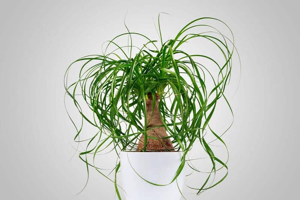 Ponytail Palm (Beaucarnea recurvata)