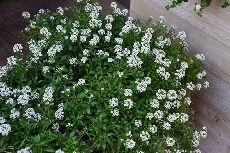 Sweet Alyssum (Lobularia ‘Inlbusnopr’ Snow Princess)