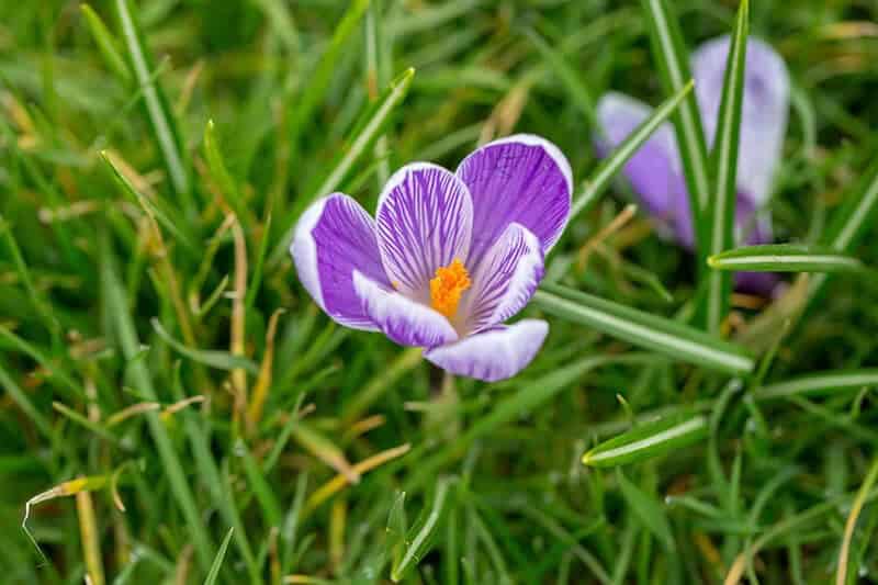 Spring Crocus (Crocus Vernus ‘Pickwick’)