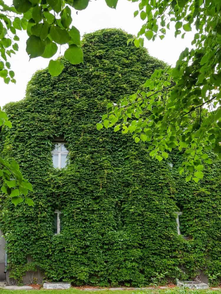 Baltic Ivy (Hedera helix’ Baltica’)