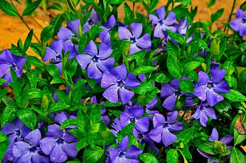 Periwinkle (Vinca Minor)