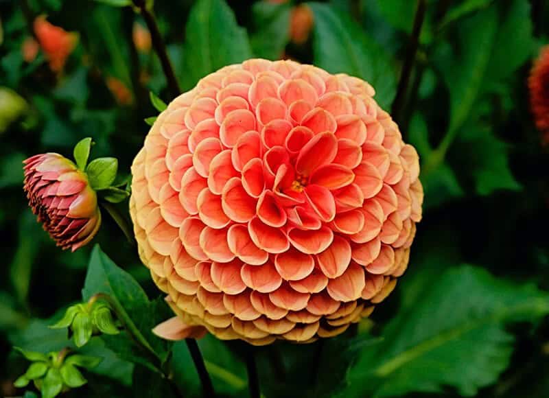 Dahlia (Dahlia Hybrids)