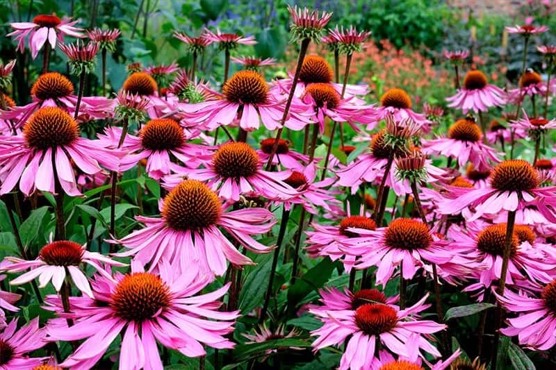 Coneflower (Echinacea)