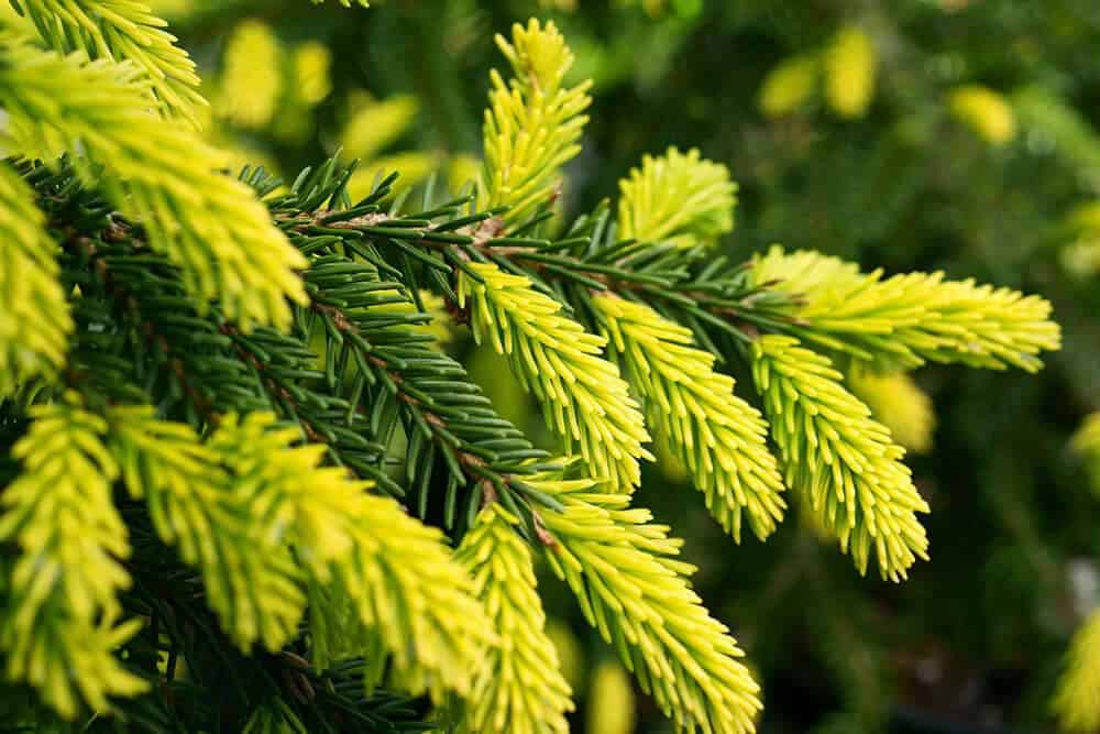 Oriental Spruce ‘Aureospicata’ (Picea orientalis ‘Aureospicata’)