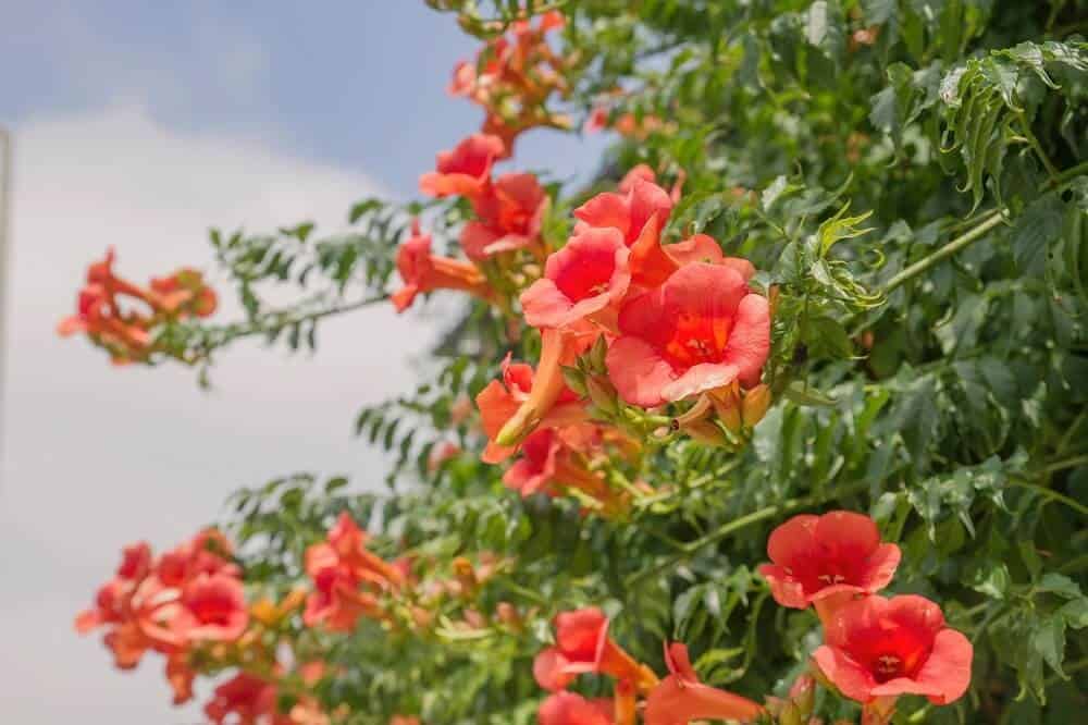 Trumpet Creeper (Campsis radicans)