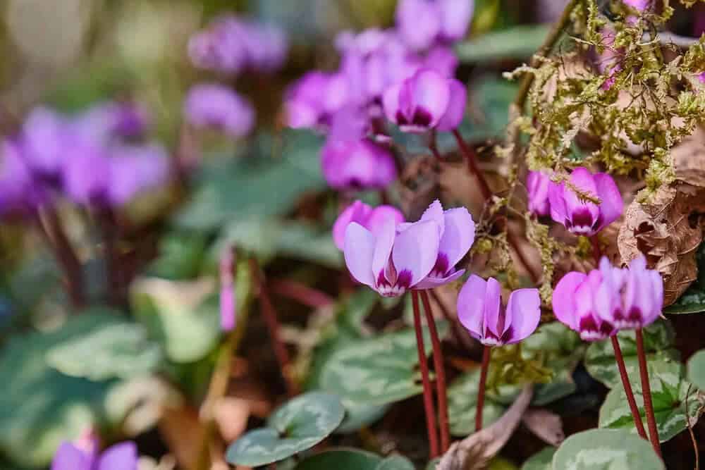 Cyclamen (Cyclamen)