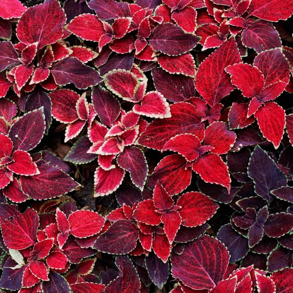 Coleus (Plectranthus scutellarioides)