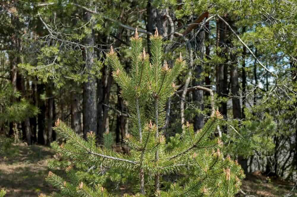 Lacebark Pine (Pinus bungeana)